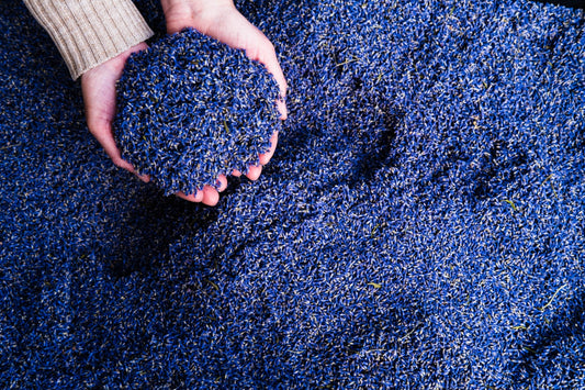 Culinary Lavender