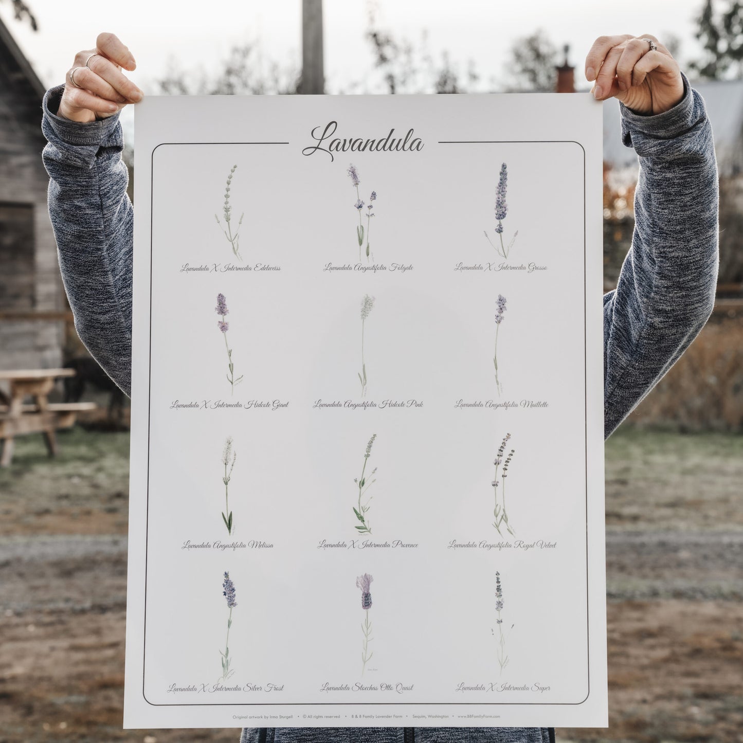Lavender Poster