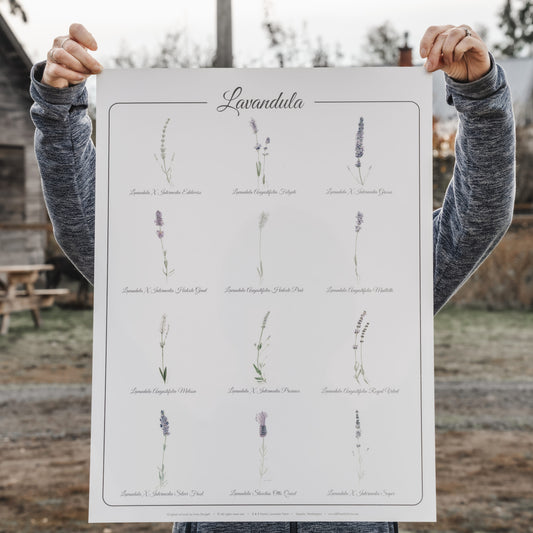 Lavender Poster